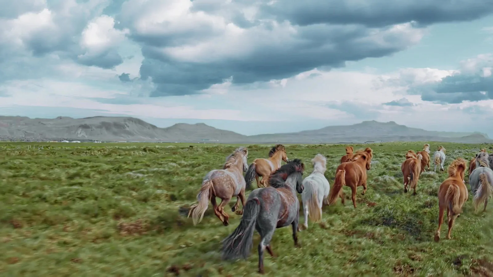 A herd of horses running together across open grassland